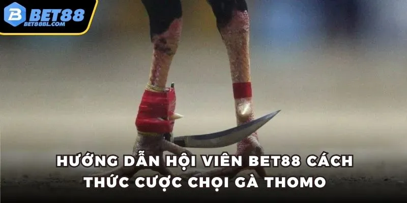 Hướng dẫn hội viên Bet88 cách thức cược chọi gà Thomo