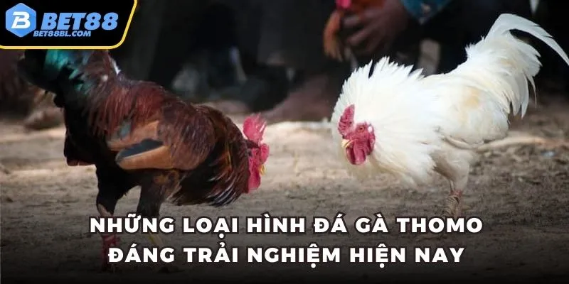Những loại hình đá gà Thomo đáng trải nghiệm hiện nay