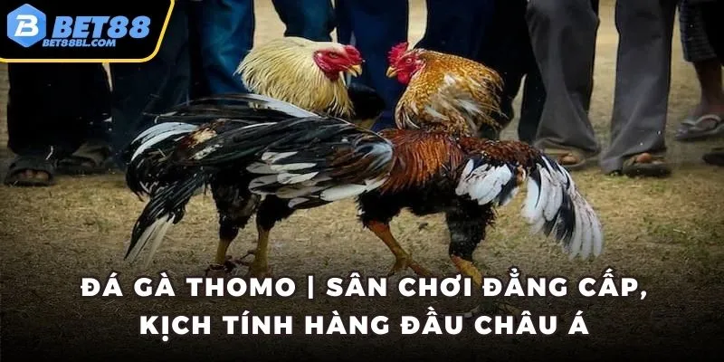 Đá gà thomo