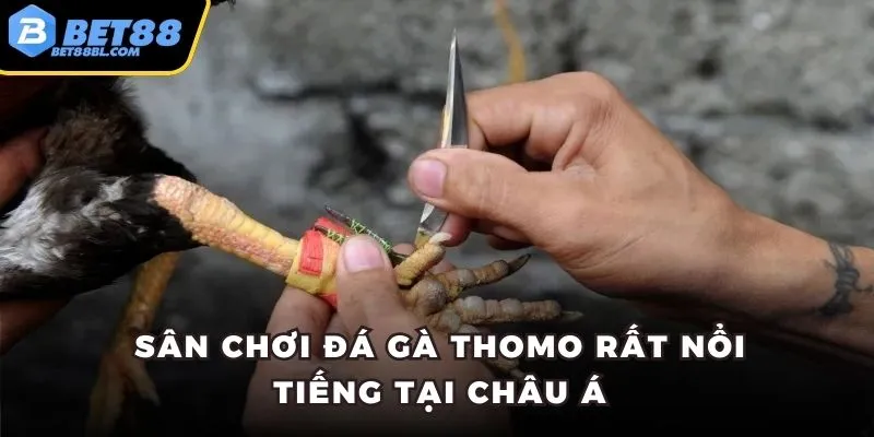 Sân chơi đá gà Thomo rất nổi tiếng tại châu Á